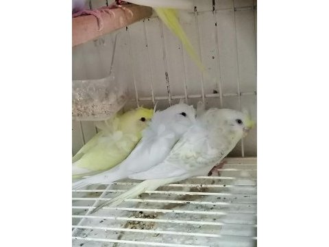 Yavru yetişkin muhabbet kuşları mevcuttur