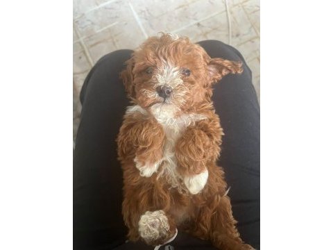 Maltipoo bebeklerimiz sahiplendirilecek