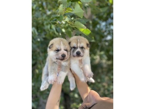Japon akita yavrularım