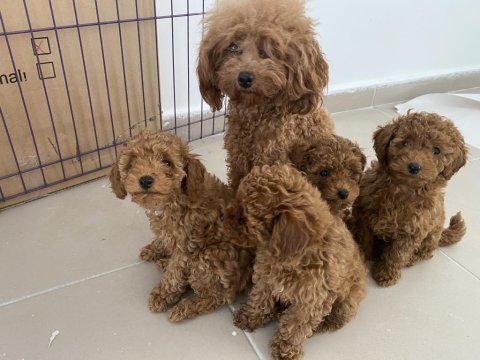Profesyonel ruhsatlı çifrlikden toy poodle yavrular
