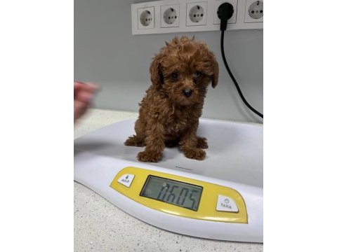 Kore tea cup poodle yavrular