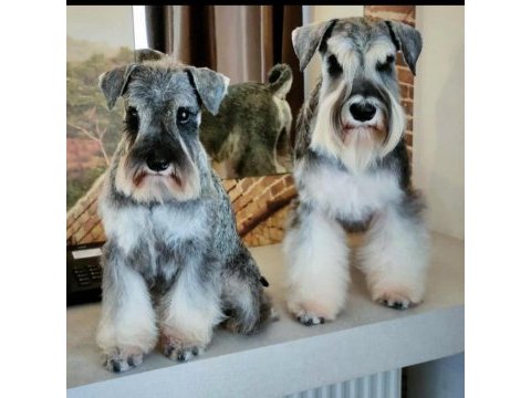 Miniature schnauzer pepper and salt (fcı pedigree)