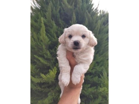 Maltipoo erkek bebeklerimiz