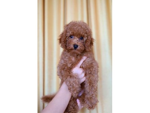 Orjinal toy poodle yavruları 2.5 aylık