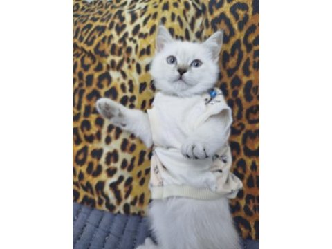 British shorthair 2 buçuk aylık dişi yavru nadir renk
