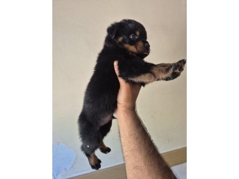 A kalite rottweiler koca kafa yavrular