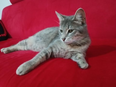 Gri tekir kedi acil yuva arıyor