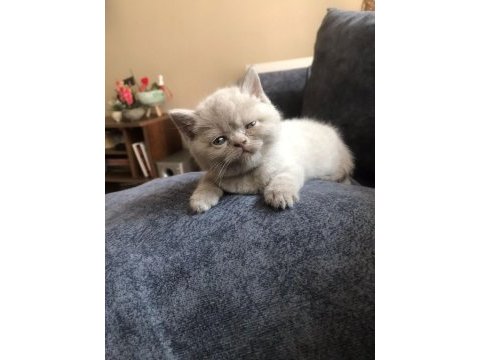 British shorthair yavrum