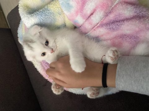 Scottish fold iki aylık