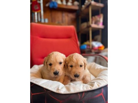 Burkemden a kan golden retriever yavrularımız
