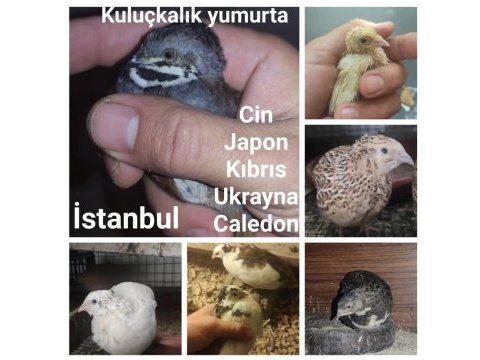 Bıldırcın yumurtası