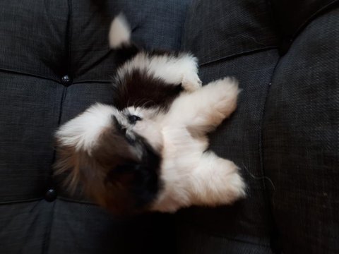 Şecereli shih tzu yavrular