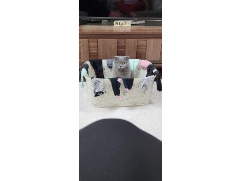 Dişi kısır scottish fold kızımız ücretsiz