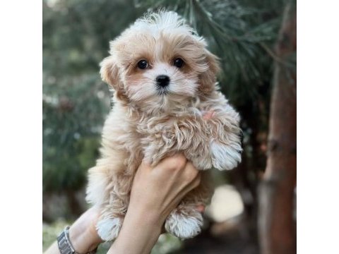 Efsane maltipoo yavruları