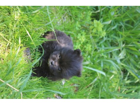 Black terrier malta