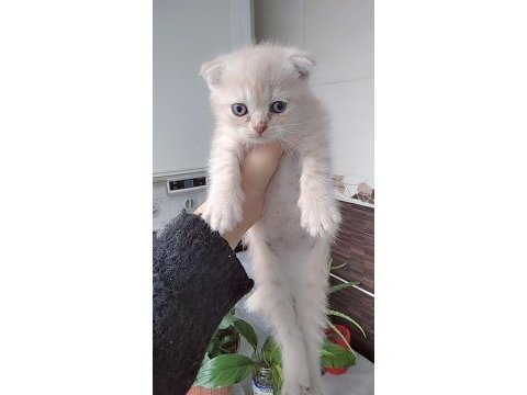 Uygun fiyata verilecek iran kedisi