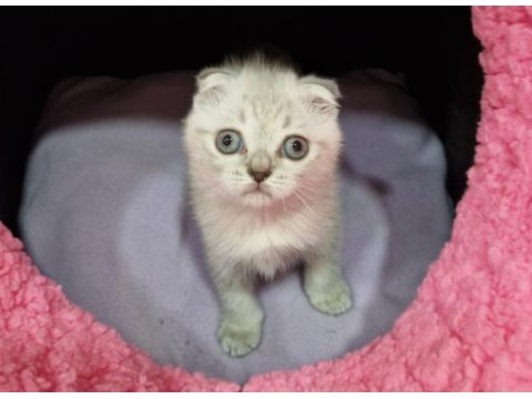 Silver prenses scottish fold