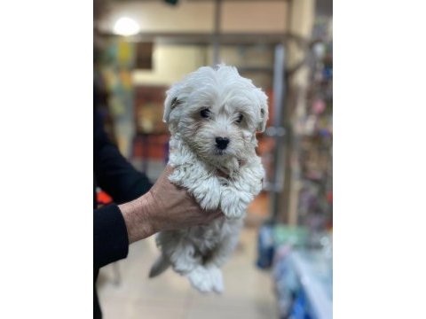 Yavru terrier köpeklerim yeni yuvalarına gitmeye hazır