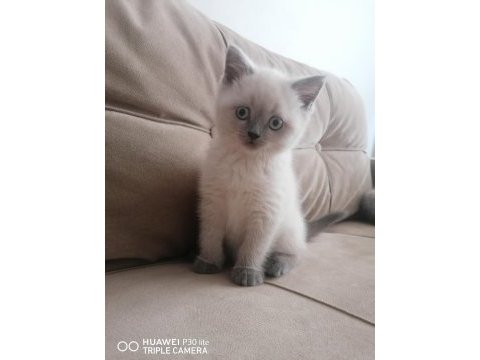 2 aylık dişi ve erkek british shorthair yavrular