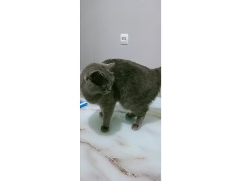 British shorthair maya kızımız yeni yuvasını arıyor
