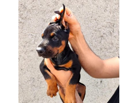 Safkan doberman köpeği