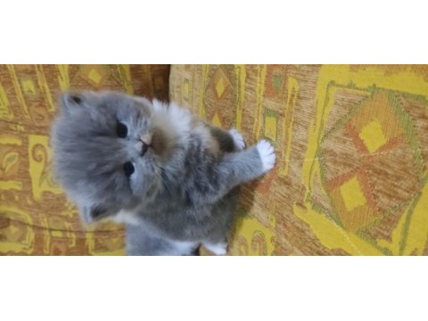 1 aylık chinchilla cinsi yavruma sıcak bir yuva
