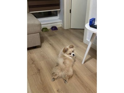 Tatlı pomeranian pekinez kırması