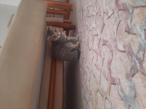 Kedi british