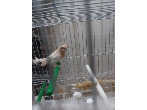 Tepeli bengal ispinozu 8 adet