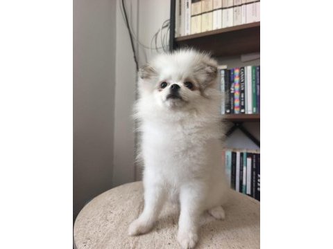 Pomeranian bebekler
