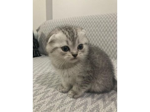 Scottish fold ( kırık kulak ) british ( dik kulak )