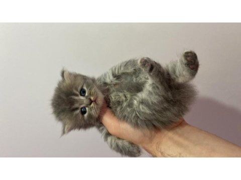 British shorthair bicolor