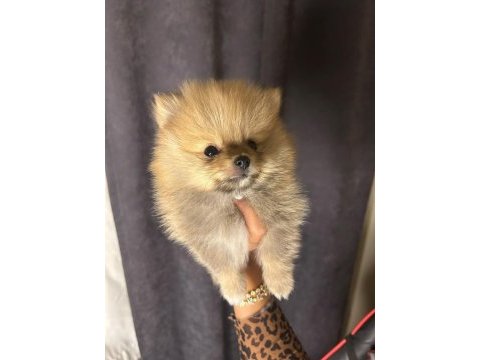Pomeranian boo bebeğimiz