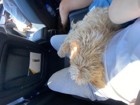 Acil sahiplendiriyorum 4 aylık maltipoo