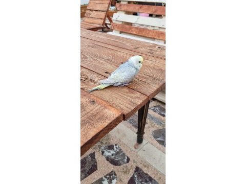 15 adet yeni yeme düşen muhabbet kuşu toplu sahiplendirme
