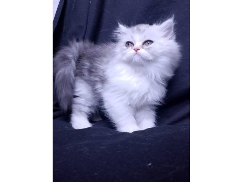 3 aylık tuvalet eğitimli persian yavru