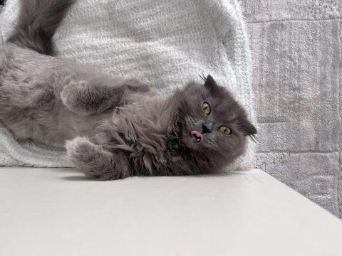 Hamile kedim devamı açıklamada