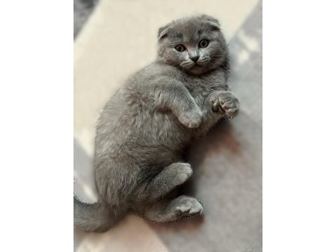 Safkan scottish fold yavru