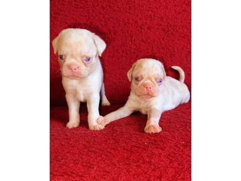 Egzotik renk pug mops köpekler