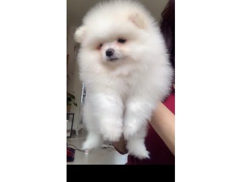 Beyaz erkek pomeranian boo yavrum
