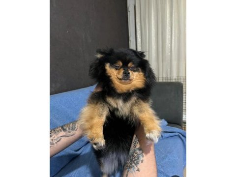 Black tan pomeranian nadir renk