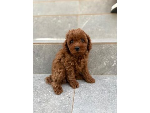 Toy poodle yavrular dişi erkek