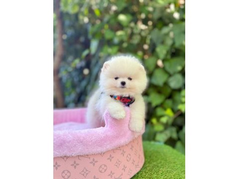 Safkan pomeranian boo yavrularımız