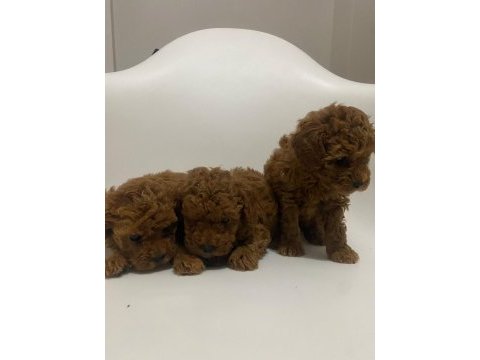 Safkan toy poodle yavrular
