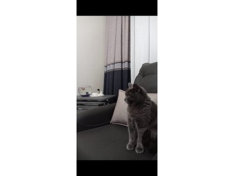 Güzel british shorthair kızım yuvasını arıyor