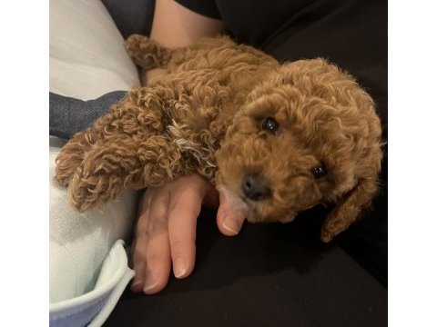 3 aylık dişi toy poodle