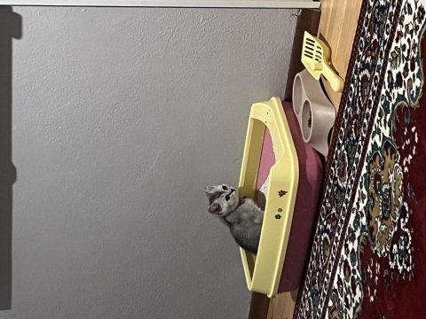British shorthair yavru erkek kedimiz yeni 3 aylık