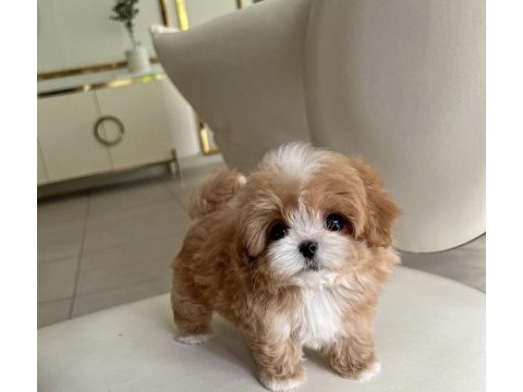 Kore maltipoo bebekler