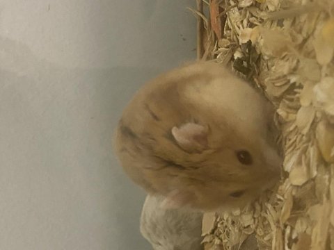 Sütten kesilmiş hamster yavrular