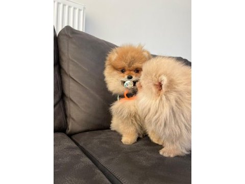 Şecereli ırk garantili pomeranian boo teddy bear